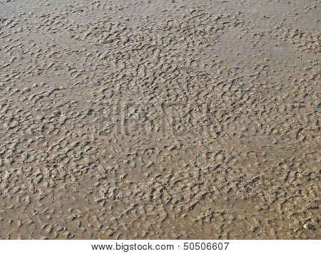 Mud Of Mangroves