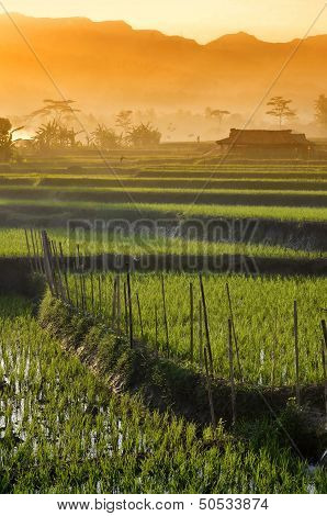 Agriculture Rice Field Landscape