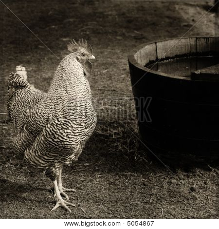 Poule