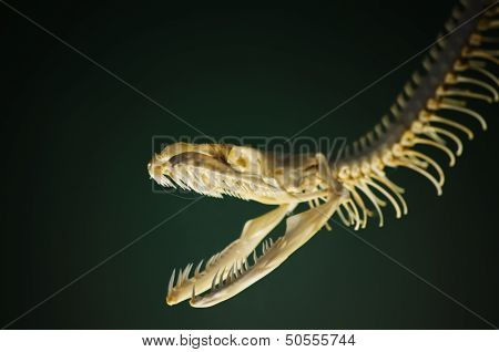 Snake Skeleton