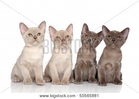 Burmese Kittens