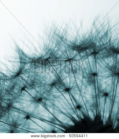 Dandelion