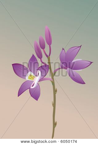 orchidej