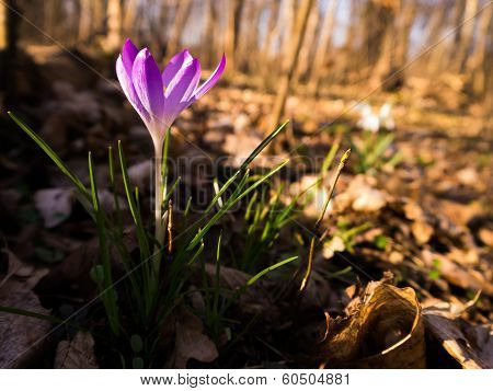 Heralds of Spring
