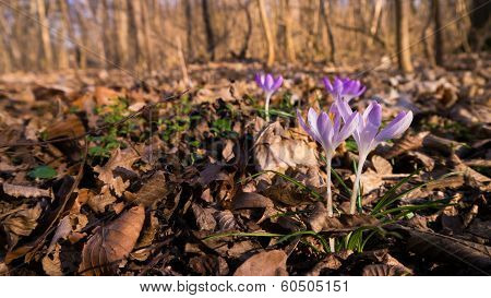 Heralds of Spring