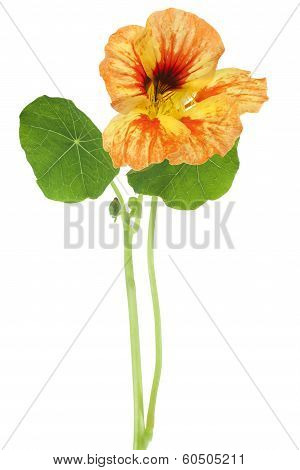 Nasturtium