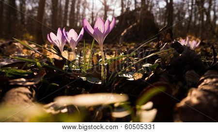 Heralds of Spring