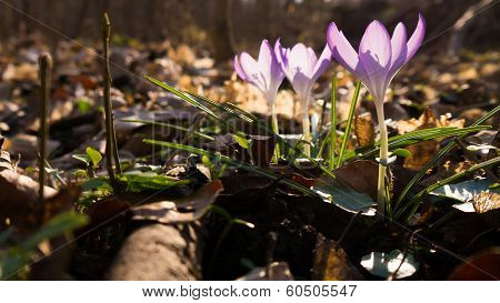 Heralds of Spring