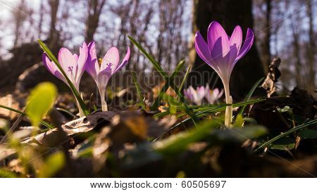 Heralds of Spring