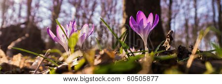 Heralds of Spring