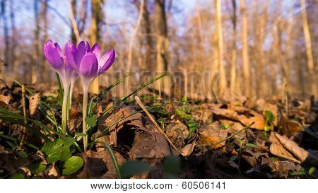 Heralds of Spring