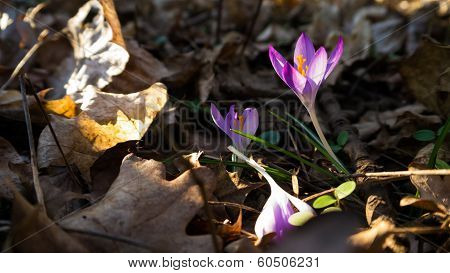 Heralds of Spring