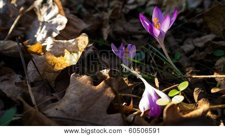 Heralds of Spring