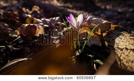 Crocus in the Light