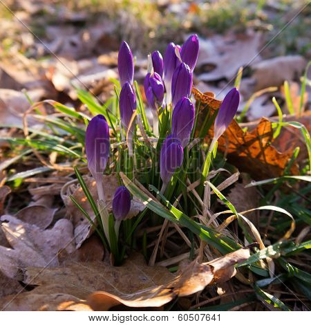 Heralds of Spring