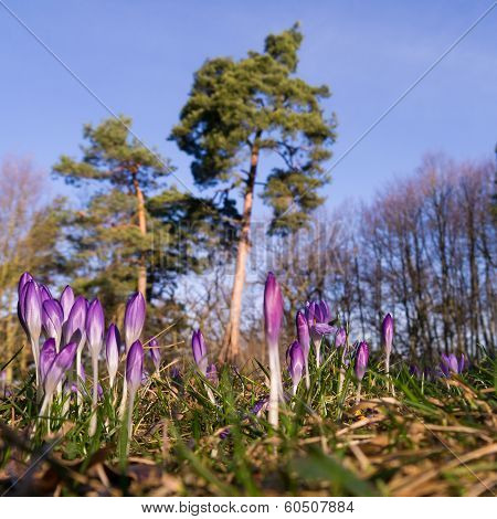 Heralds of Spring