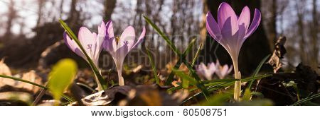 Heralds of Spring
