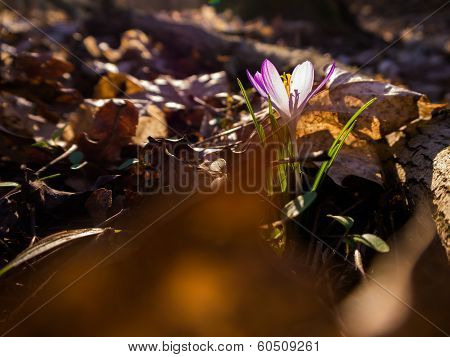 Heralds of Spring