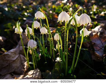 Heralds of Spring