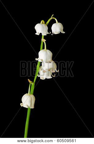 Flowers Of May Lily