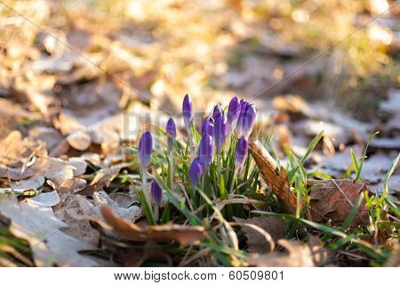 Heralds of Spring