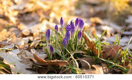 Heralds of Spring