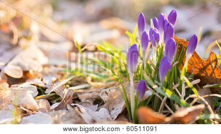 Heralds of Spring