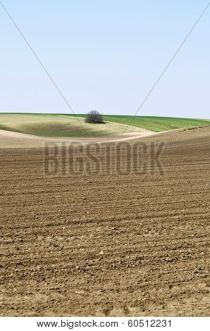 Cultivated Landscape Portrait Small Sky