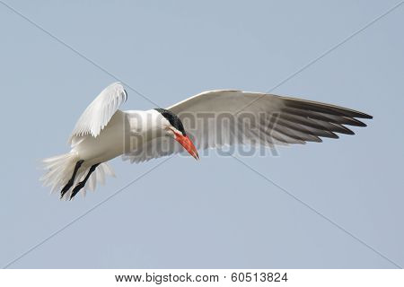 Caspian Tern Hovering In Flight