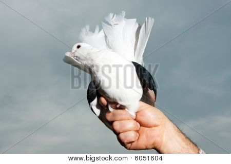 Witte duif over bewolkte hemel
