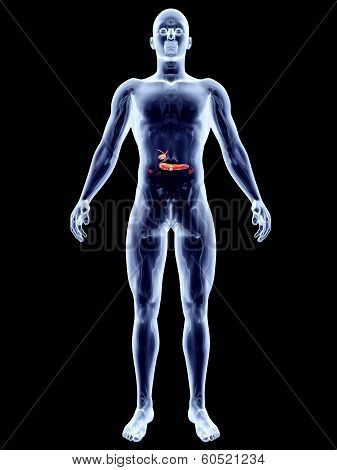 Internal Organs. - Biliary