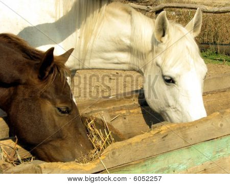 Cheval