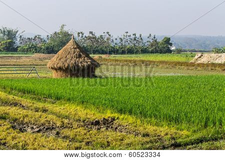 Rice Field With Straw In Thailand