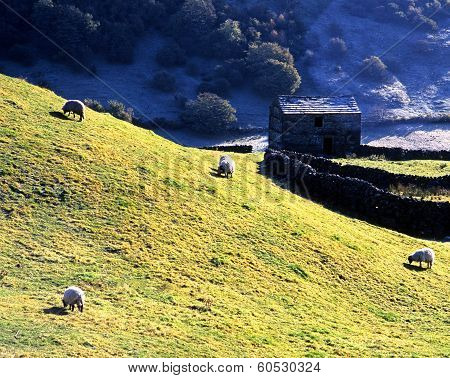 Farmland, Keld, Yorkshire Dales.