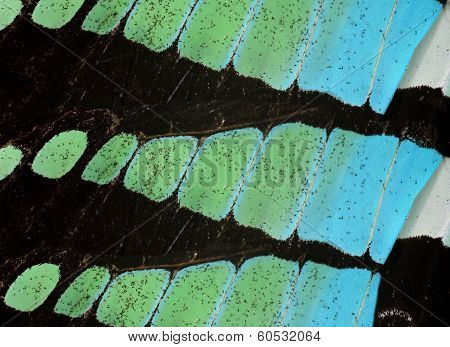 Close Up Texture Of Common Bluebottle Butterfly Wings