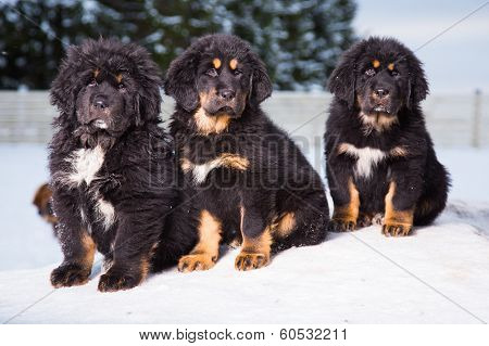 Three Black Puppies Of Tibetan Mastiff