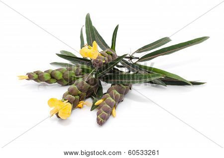 Barleria Lupulina Lindl Flower Isolate On White Background.