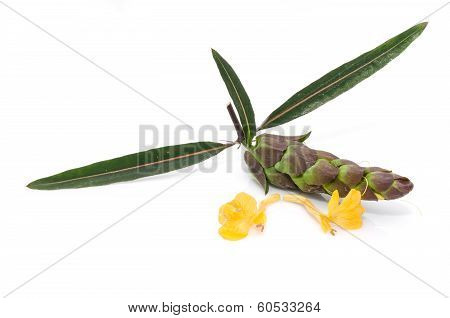 Barleria Lupulina Lindl Flower Isolate On White Background.