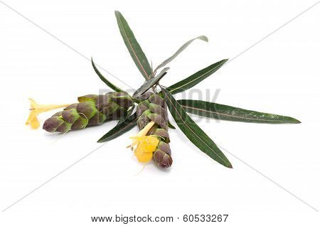 Barleria Lupulina Lindl Flower Isolate On White Background.