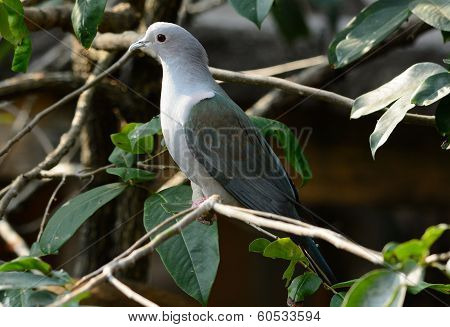 Green Imperial Pigeon (ducula Aenea)