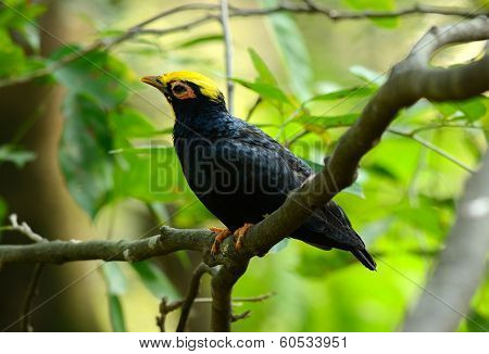 Female Golden-crested Myna (ampeliceps Coronatus)