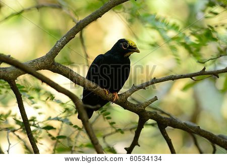 Female Golden-crested Myna (ampeliceps Coronatus)
