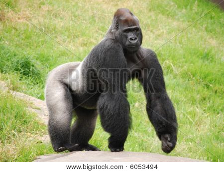 Gorila Silverback