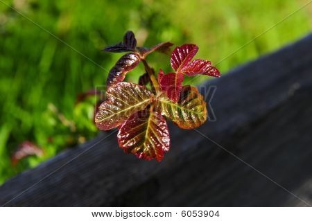 Hiedra venenosa