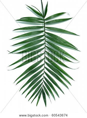 Green leaf  of palm tree (Howea) isolated on white