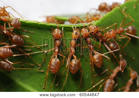 Unity of ants