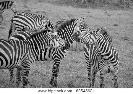 Zebras