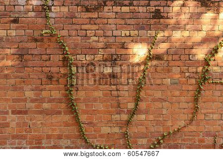 Brick wall in Brisbane