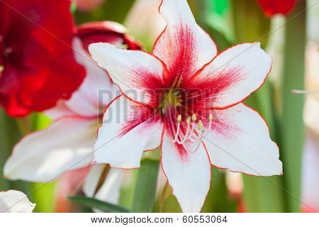 Adenium obesum (Desert Rose; Impala Lily; Mock Azalea), Floral background. Tropical flower Pink Aden