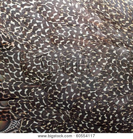 Great Argus Feathers